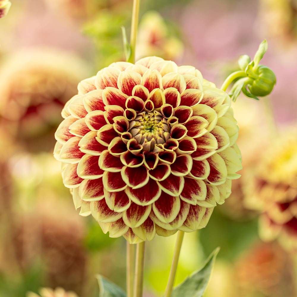 Dahlia 'Jowey Hubert'